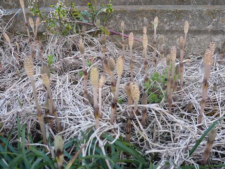 ���N���͎O���̓��I