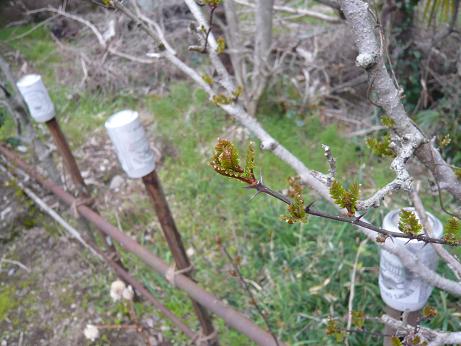 ���N���͎O���̓��I