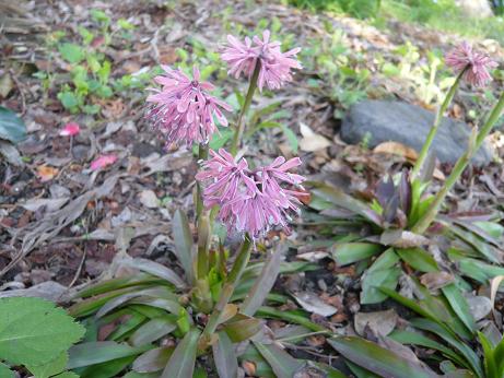 ���N���͎O���̓��I