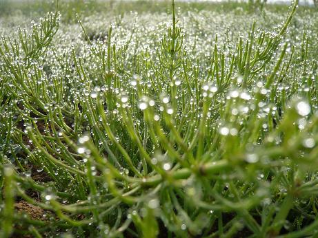 ���N���͎O���̓��I