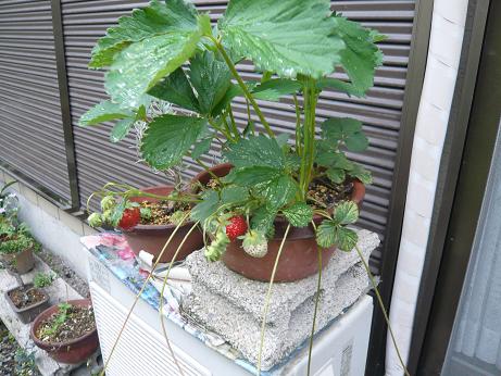 ���N���͎O���̓��I