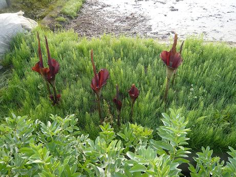 ���N���͎O���̓��I