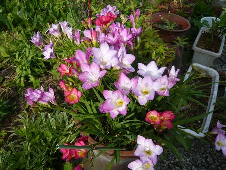 ���N���͎O���̓��I