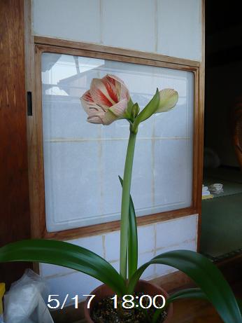 ���N���͎O���̓��I