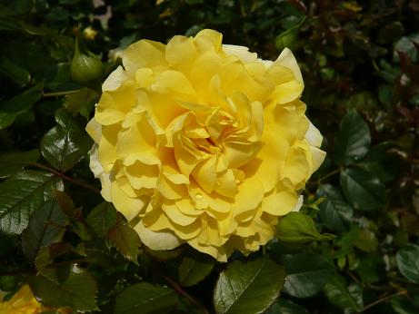 ���N���͎O���̓��I