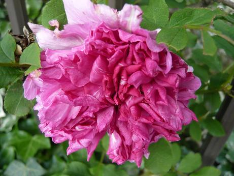 ���N���͎O���̓��I