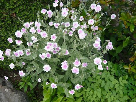 ���N���͎O���̓��I