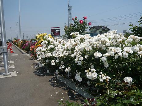 ���N���͎O���̓��I