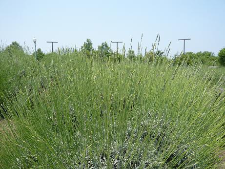 ���N���͎O���̓��I