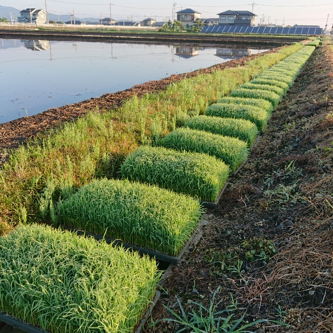 ���N���͎O���̓��I