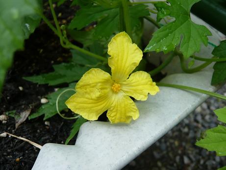 ���N���͎O���̓��I