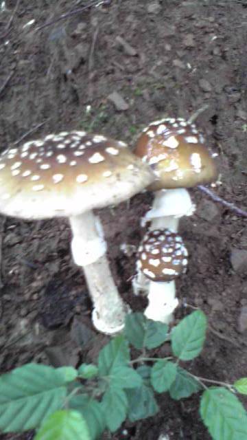 ���N���͎O���̓��I