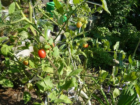 ���N���͎O���̓��I