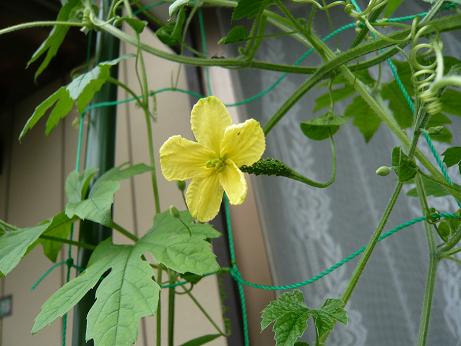 ���N���͎O���̓��I