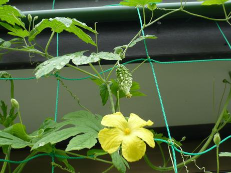 ���N���͎O���̓��I