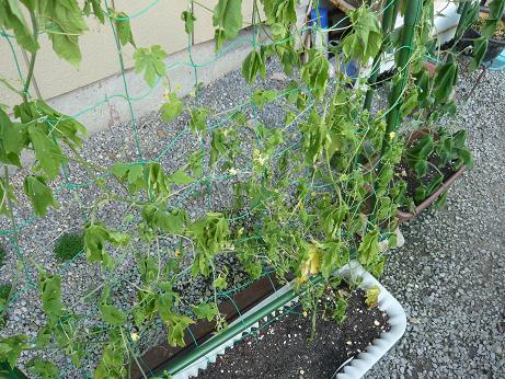 ���N���͎O���̓��I