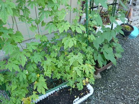 ���N���͎O���̓��I