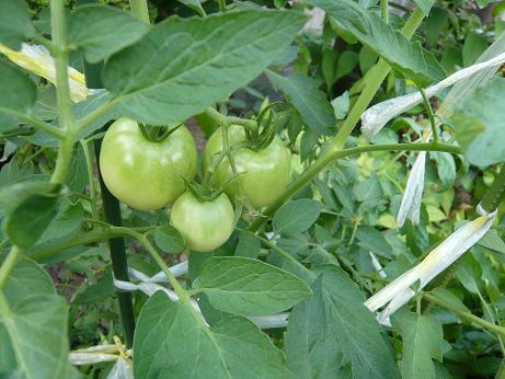 ���N���͎O���̓��I