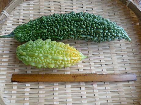 ���N���͎O���̓��I