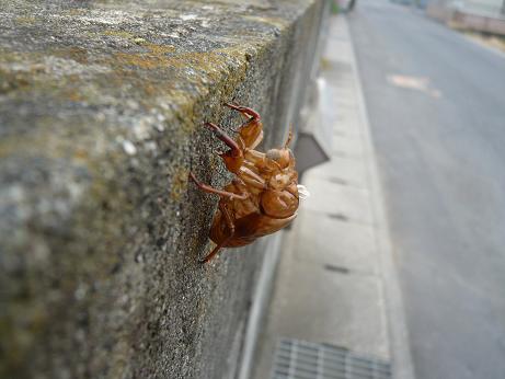 ���N���͎O���̓��I