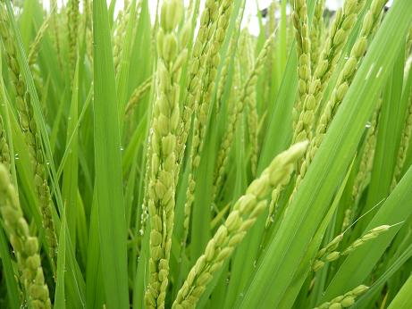 ���N���͎O���̓��I