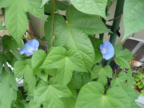 ���N���͎O���̓��I