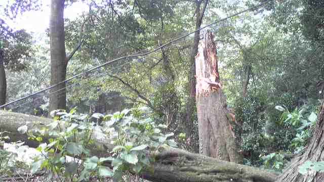 ���N���͎O���̓��I