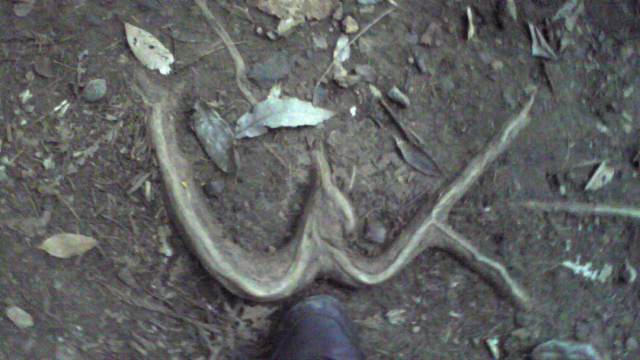 ���N���͎O���̓��I