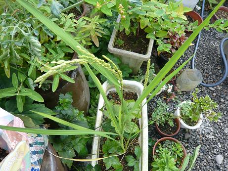 ���N���͎O���̓��I