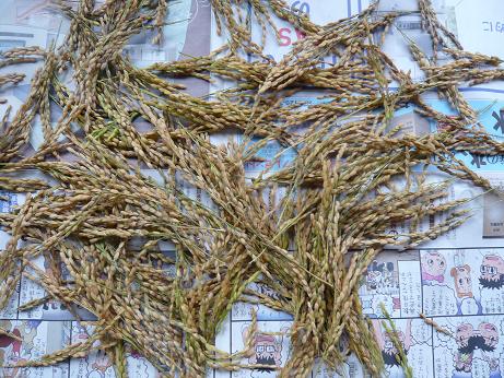 ���N���͎O���̓��I