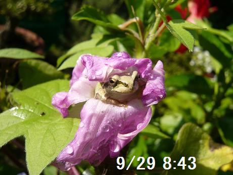 ���N���͎O���̓��I