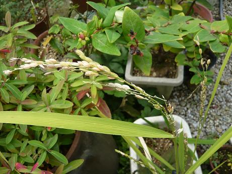 ���N���͎O���̓��I