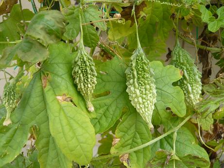 ���N���͎O���̓��I