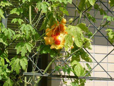 ���N���͎O���̓��I