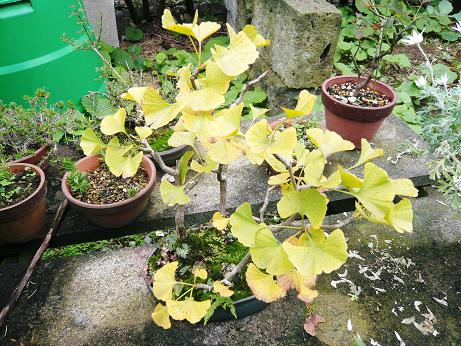 ���N���͎O���̓��I