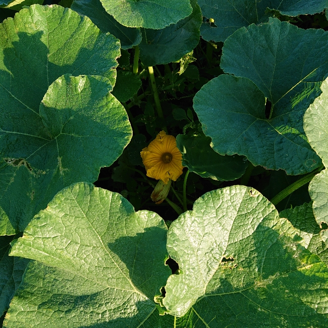 ���N���͎O���̓��I