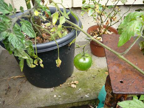 ���N���͎O���̓��I