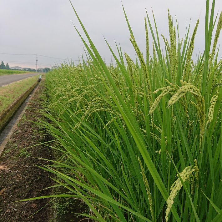 ���N���͎O���̓��I