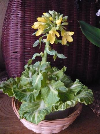 ���N���͎O���̓��I