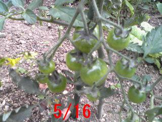 ���N���͎O���̓��I