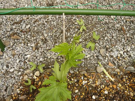 ���N���͎O���̓��I