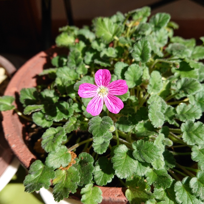 ���N���͎O���̓��I