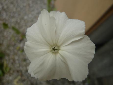 ���N���͎O���̓��I