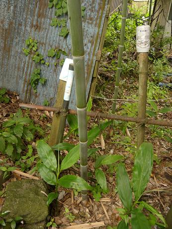 ���N���͎O���̓��I