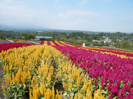 ���N���͎O���̓��I