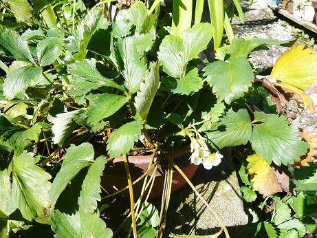 ���N���͎O���̓��I