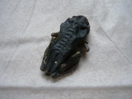 ���N���͎O���̓��I