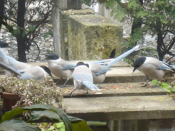 ���N���͎O���̓��I