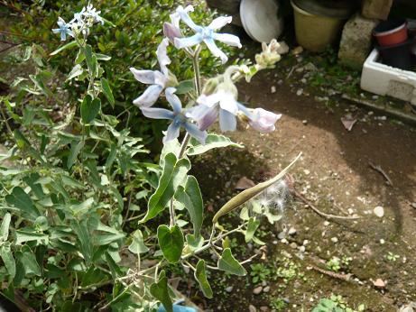 ���N���͎O���̓��I