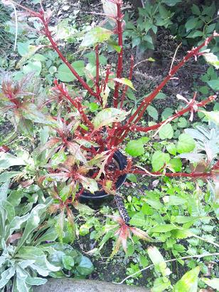 ���N���͎O���̓��I